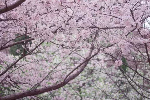 日本国花樱花，赏花季节如何才能欣赏到最美的樱花呢