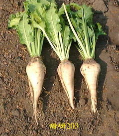 南方甜菜种植时间一般在10月至次年3月