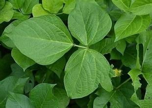 绿豆叶子虫眼困扰？来试试这些农药！