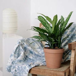 冬天室内养花的智慧