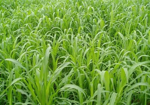 转基因玉米与草甘膦抗性基因的神奇组合