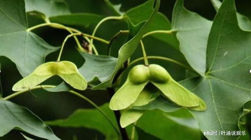 种植大户的验货诀窍，你get了吗？