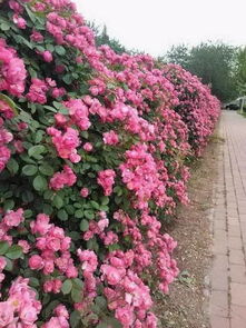 藤本月季，修剪的艺术