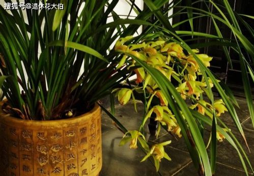 兰花养殖用什么最简单的配土方法？