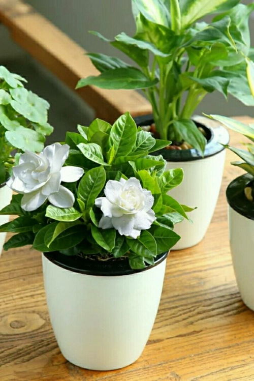 浇水篇：水要适量， 不Neng太多