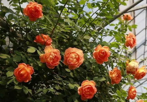 夏洛特夫人：多季节持续开花