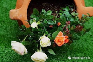 绿意盎然 生活里的那个小圈子