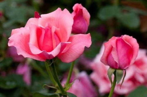 秋冬施肥， 有讲究