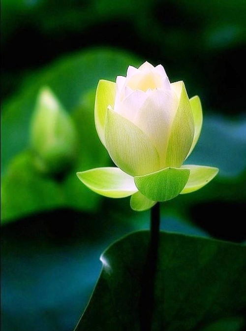 “根据离别的落花香，这花开花落的离别之旅