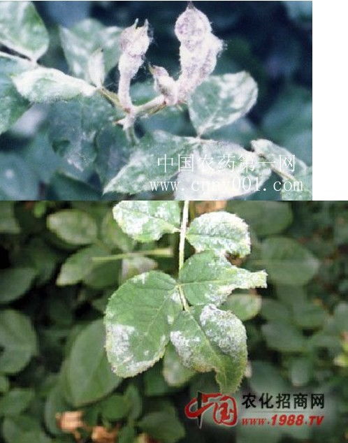 月季养护，杀菌液怎么配？