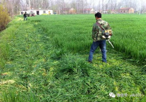 1. 黑麦草：北方老铁的救命稻草