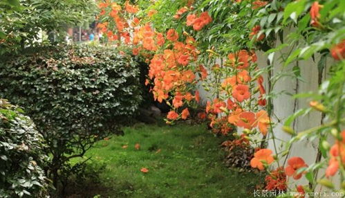 凌霄花的价格探秘