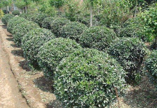 外观辨识：颜色与纹理的奥秘