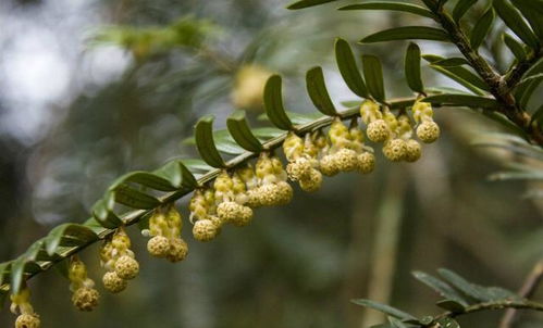 长花苞期间浇水要注意啥？