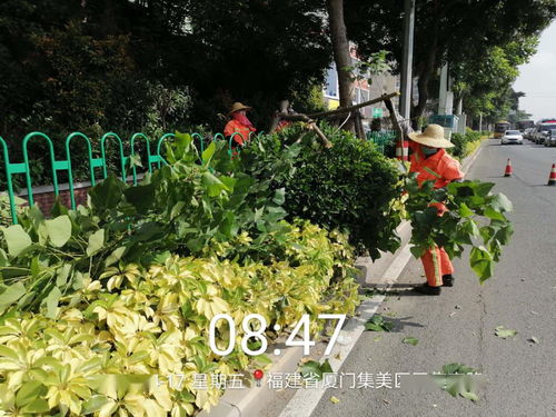 金桔枝繁叶茂，如何修剪才能枝繁叶茂