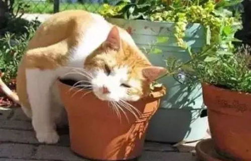 猫薄荷种植成功，如何卖出高价