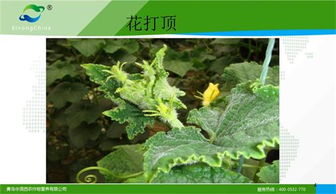 那咋个整得好喃？