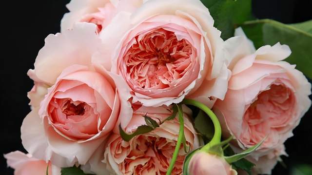 月季之美， 香满园中