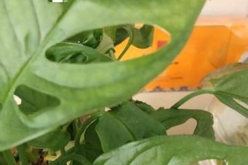 如何通过仙洞龟背竹的繁殖方法，科学地掌握龟背竹的养殖技巧与养护要点