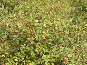 3月青果与10月熟果价格相差3倍有余