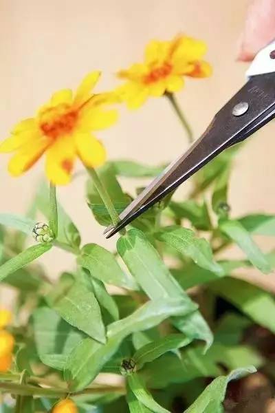 草花花谢后修剪方法