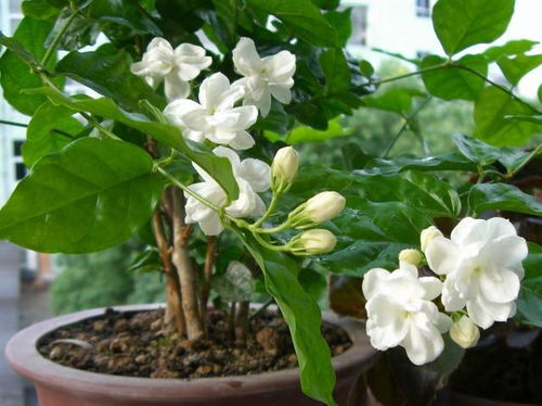 七月份，修剪茉莉花正当时