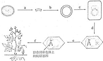 揭秘转基因植物：科技革新背后的原理大揭秘！