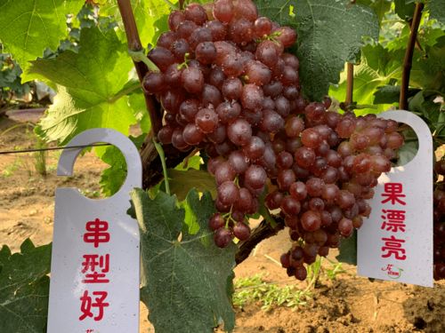 红豆种植全攻略，播种至防虫