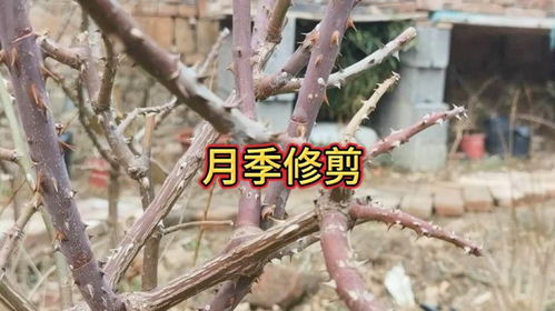 湖南冬天月季如何修剪？修剪后能否安全越冬