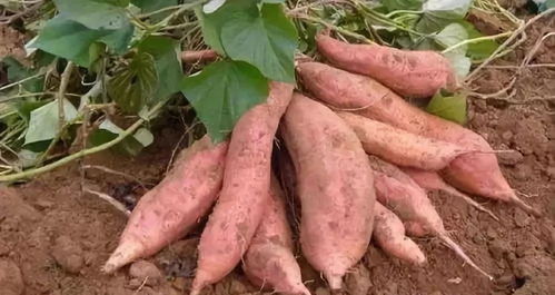 红薯种植有哪些技巧，其营养价值如何