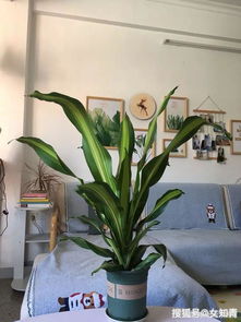 耐阴好养懒人植物有哪些？这几种植物让你轻松养绿植