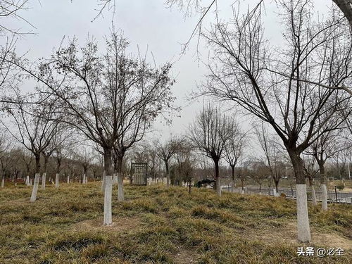 哪些苗木适合冬剪