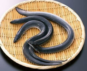 鳗鱼一斤多少钱？不同地区和品质的鳗鱼价格是多少一斤？