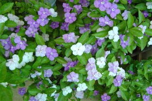 茉莉花， 白天晒晒太阳，晚上躲躲风