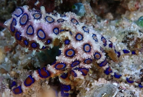 章鱼智商之谜：揭秘海洋中的智慧生物
