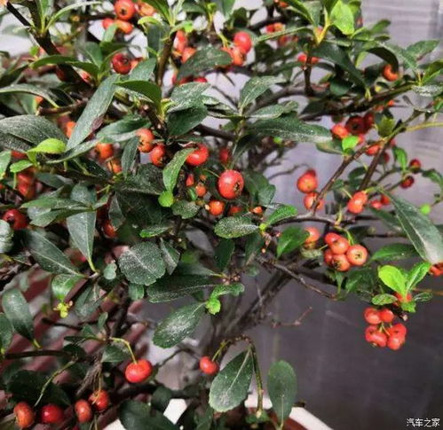 火棘盆景小苗的养护， 学问可不少