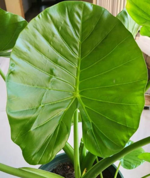 水金钱叶子变黄，是缺水还是病虫害