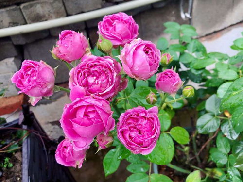 病虫害防治：保卫月季花的小卫士