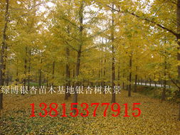 银杏树苗的价格与购买建议