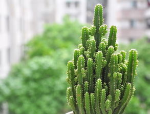 垂叶榕，清凉解暑好帮手