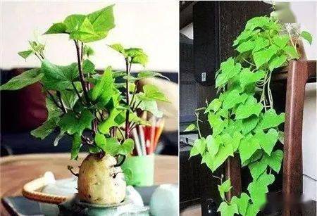 第五步：每天给地瓜洗个澡