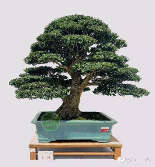 樟树木质坚硬，为什么不能做盆景
