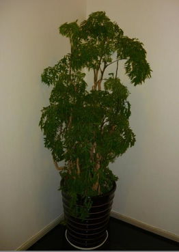 松树兄弟的亲戚