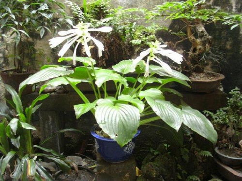 树荫下的多彩世界：多种植物的选择