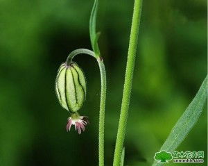 石竹科蝇子草：高颜值多功能农业新宠