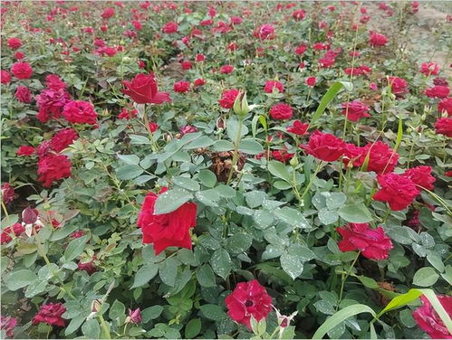 丰花月季：花海中的独特风景