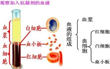 人血球白蛋白在非蛋白氮饲料中发挥什么作用？如何影响饲料的营养价值和动物健康？