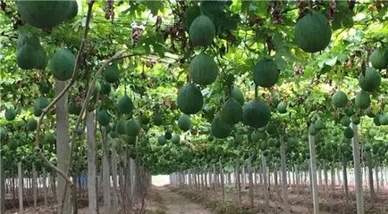 化学农药大显身手