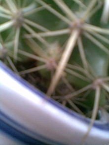 花茎腐烂了如何挽救