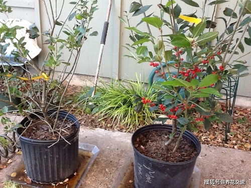 草本木本，养护有讲究